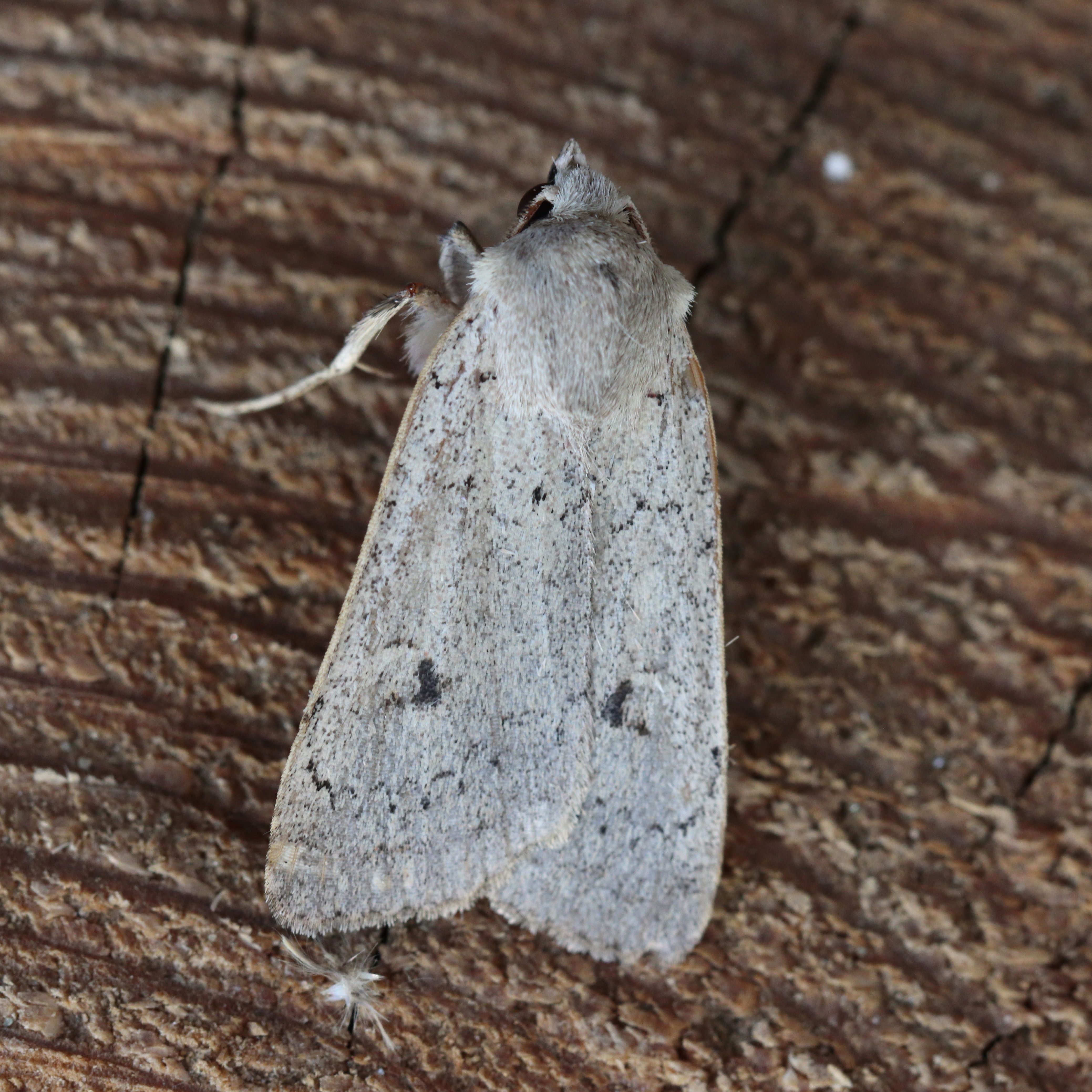 Photo of Neglected Rustic (Xestia castanea)